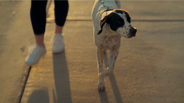 Photo of a dog on a leash on a walking trail in a Betenbough Homes new home community.